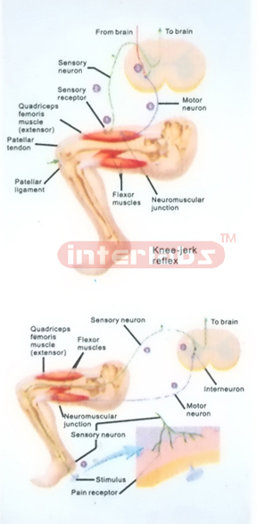 HUMAN KNEE-JERK REFLEX MODEL